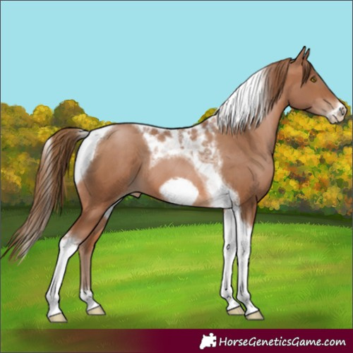 Horse Color:Brown Pearl Tobiano Frame