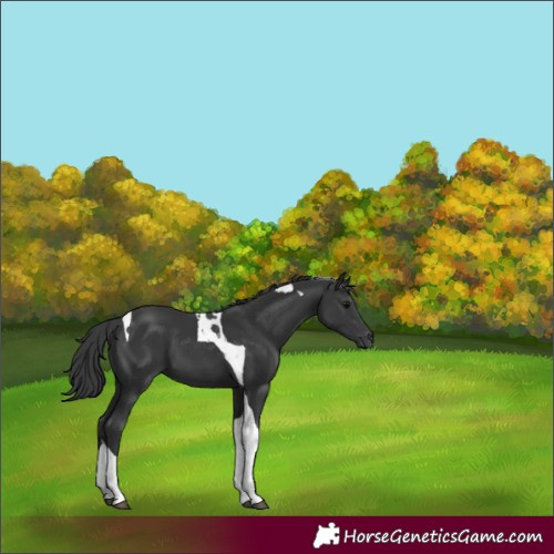 Horse Color:Black Tobiano