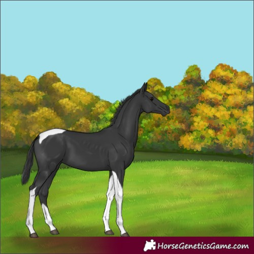 Horse Color:Black Tobiano