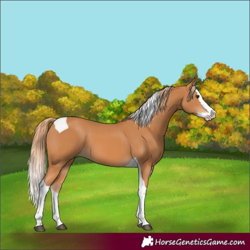 Horse Color:Chestnut Splash Tobiano 