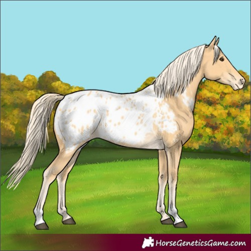 Horse Color:Palomino Blanket 