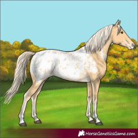 Horse Color:Palomino Blanket 