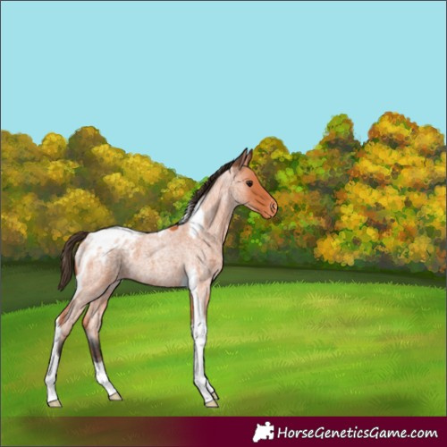 Horse Color:Bay Roan Tobiano Blanket 