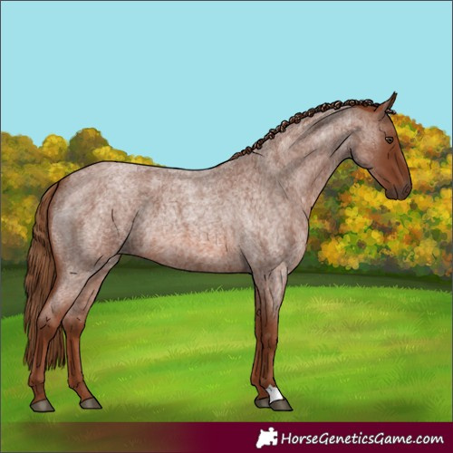Horse Color:Red Roan 
