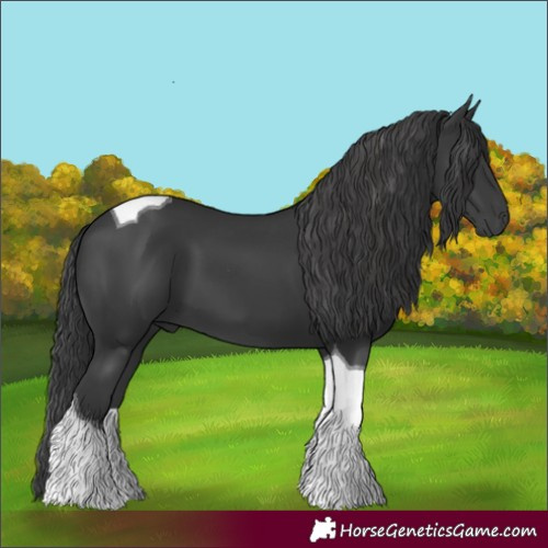 Horse Color:Black Tobiano 