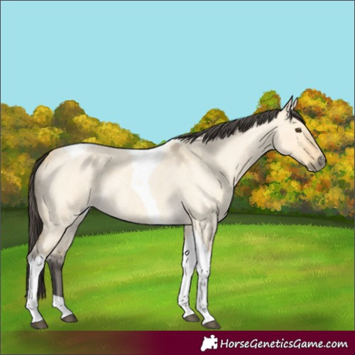 Horse Color:Buckskin Roan Dun Tobiano