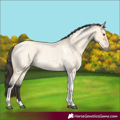 Horse Color:Buckskin Roan Dun Tobiano 