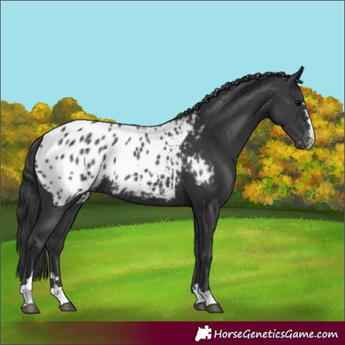 Horse Color:Black Blanket Rabicano