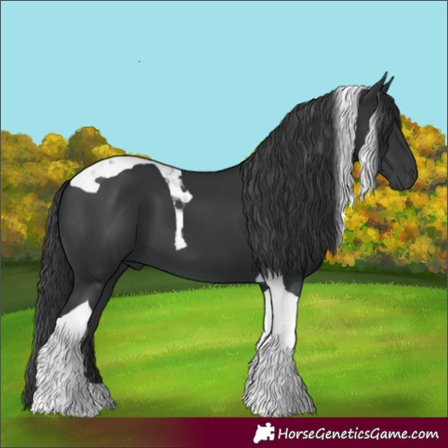 Horse Color:Black Tobiano
