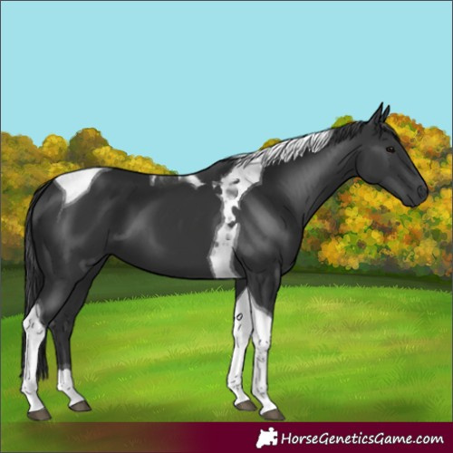 Horse Color:Black Tobiano 
