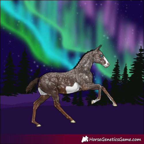 Horse Color:Liver Chestnut Ice Frame 