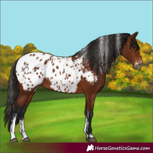 Horse Color:Powder White Gray Bay Blanket