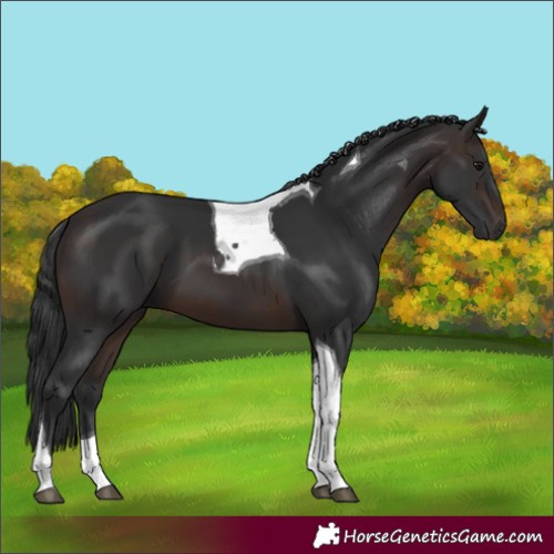 Horse Color:Brown Tobiano 