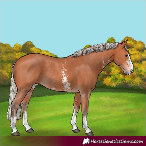 Horse Color:Silver Bay Sabino Rabicano 