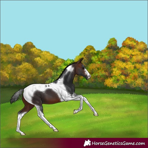 Horse Color:Brown Tobiano
