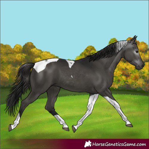 Horse Color:Gray Black Tobiano