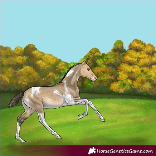 Horse Color:Buckskin Dun Tobiano Blanket 
