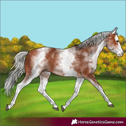 Horse Color:White Spotted Silver Bay Splash 