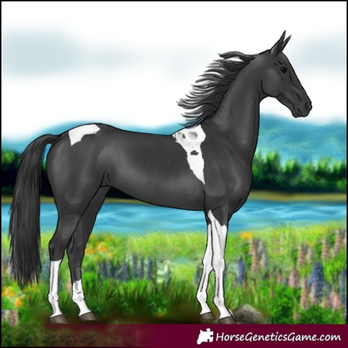 Horse Color:Black Tobiano 