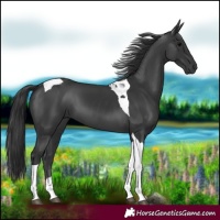 Horse Color:Black Tobiano