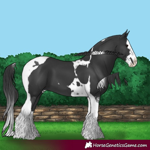 Horse Color:Black Splash Tobiano 