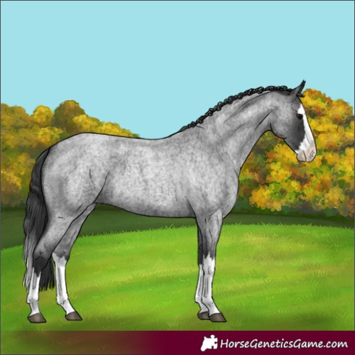Horse Color:Blue Roan Splash 
