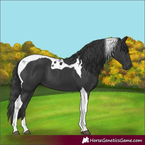 Horse Color:Black Tobiano 