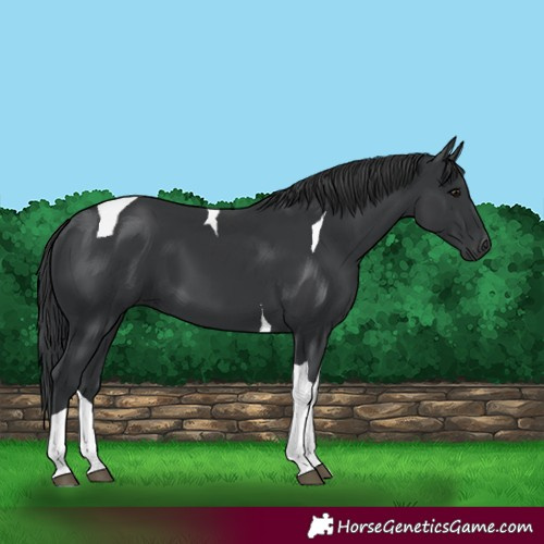 Horse Color:Black Tobiano 