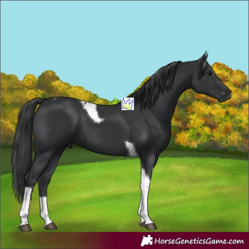 Horse Color:Black Tobiano 