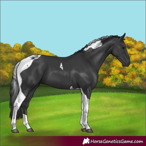 Horse Color:Black Tobiano 