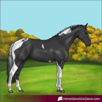Horse Color:Black Tobiano 