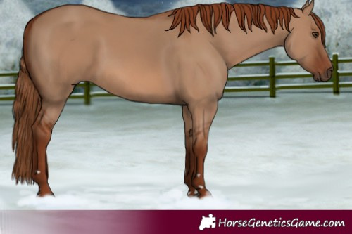 Horse Color:Red Dun 