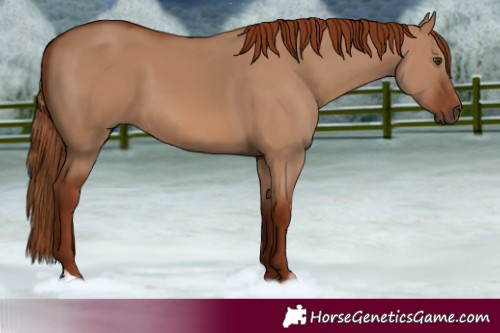 Horse Color:Red Dun 