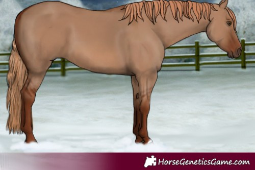 Horse Color:Red Dun 
