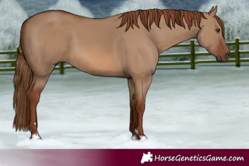 Horse Color:Red Dun 