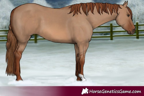 Horse Color:Red Dun