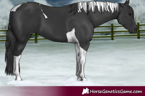 Horse Color:Black Tobiano