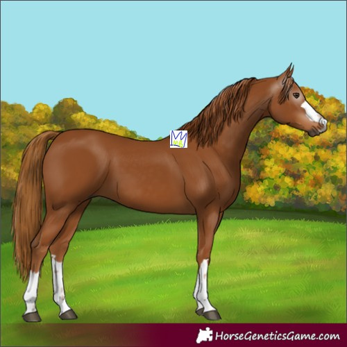 Horse Color:Gray Chestnut 