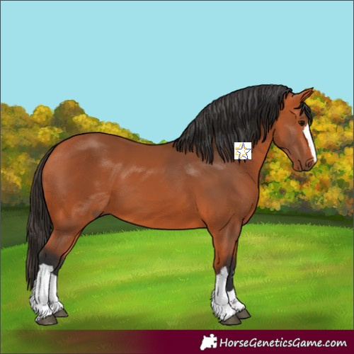 Horse Color:Bay 
