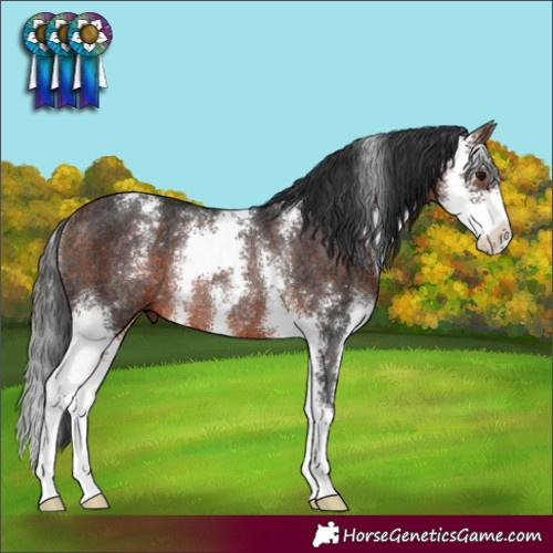 Horse Color:Bay Sabino Rabicano