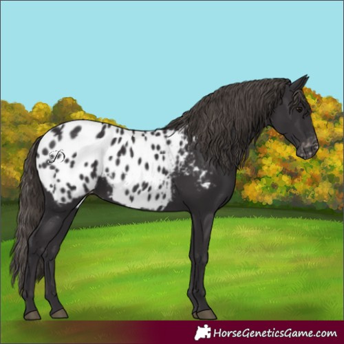 Horse Color:Smoky Black Blanket