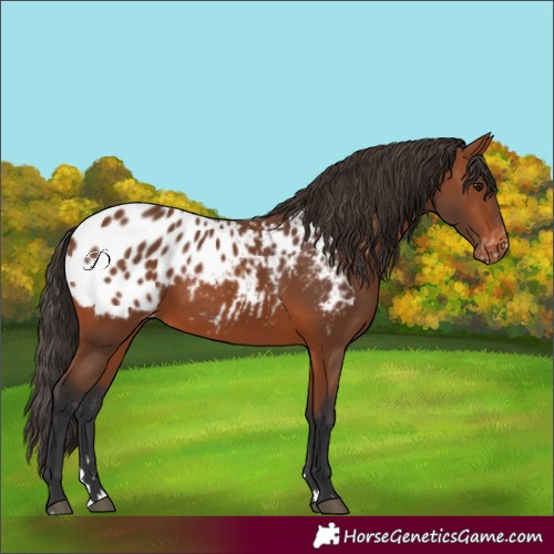 Horse Color:Bay Blanket 