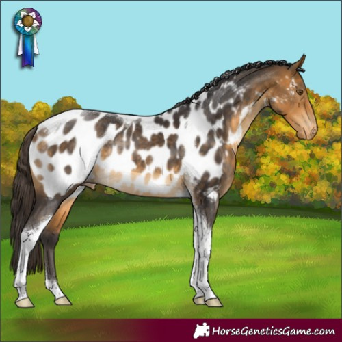 Horse Color:Buckskin Tobiano Blanket Rabicano 