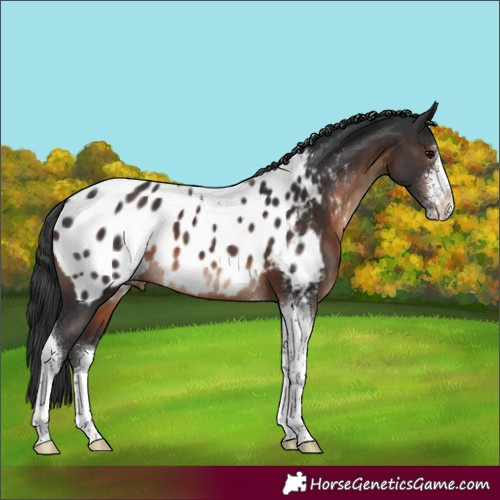 Horse Color:Brown Sabino Tobiano Near Leopard 