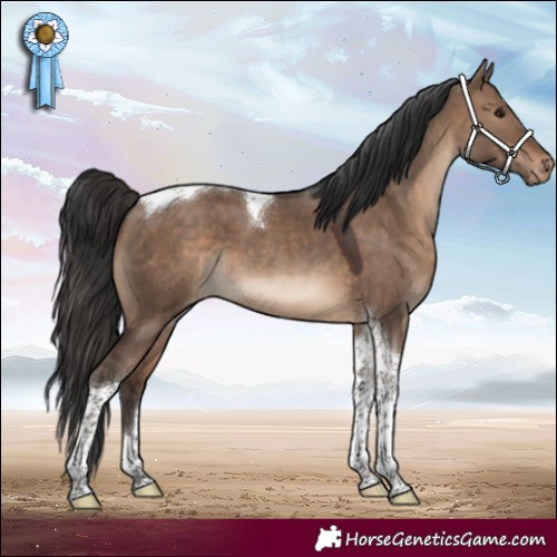Horse Color:Brown Dun Tobiano Varnish