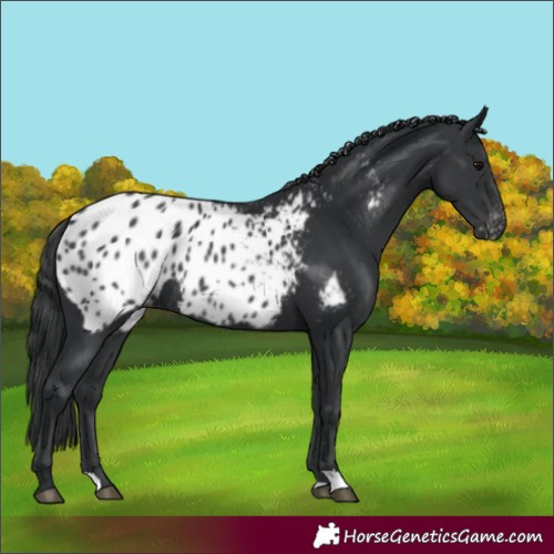 Horse Color:Unknown 