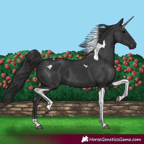 Horse Color:Black Tobiano