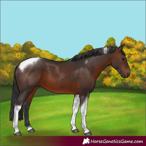 Horse Color:Brown Tobiano 