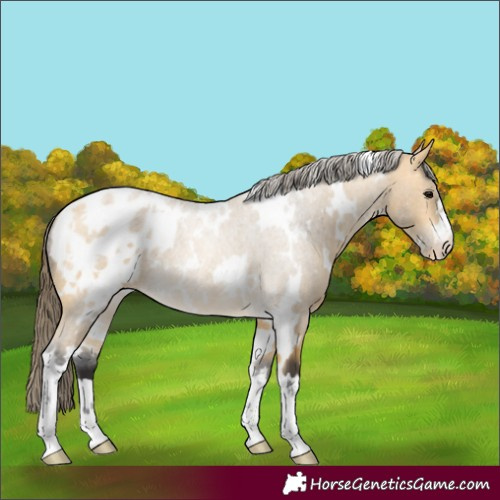 Horse Color:White Spotted Buckskin Blanket 