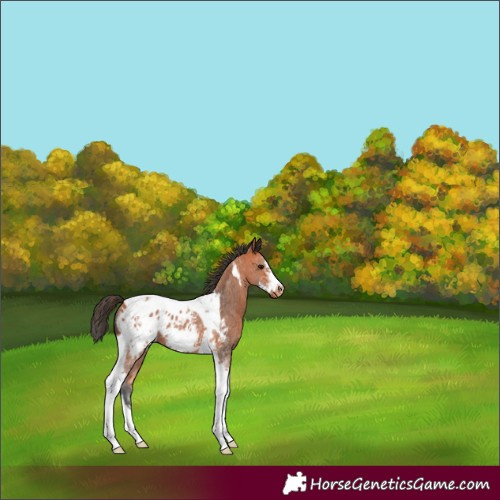 Horse Color:Bay Sabino Tobiano Frame Blanket Rabicano 